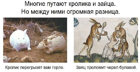Многие путают кролика и зайца. Но между ними огромная разница. у 4 у, Кролик перегрызёт вам горло. Заяц проломит череп булавой.