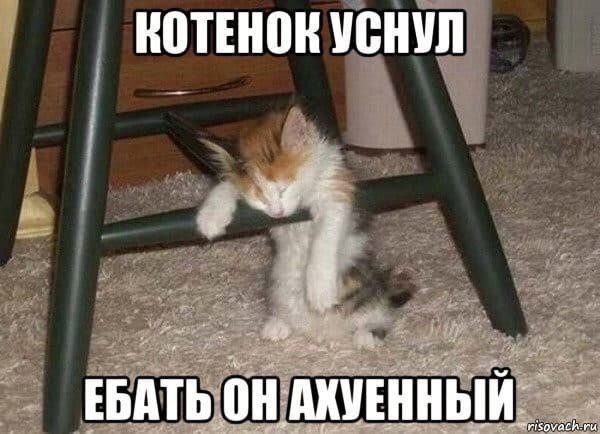 КОТЕНОК УСНУЛ ЕБАТЬ ОН АХУЕННЫЙ