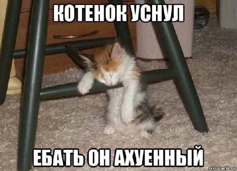 КОТЕНОК УСНУЛ ЕБАТЬ ОН АХУЕННЫЙ