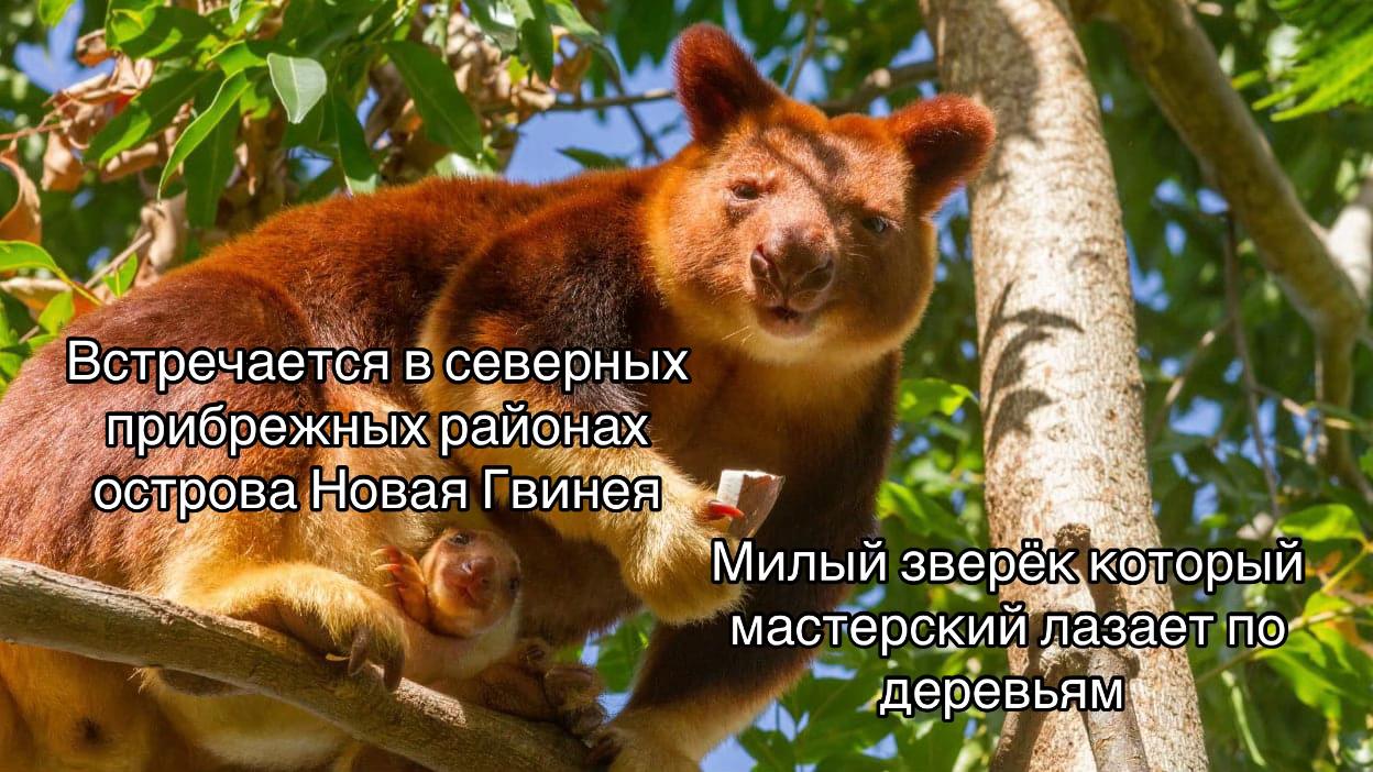 7 Встречается в северных прибрежных районах острова Новая Милый мастерский лазает деревьям:
