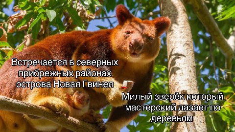 7 Встречается в северных прибрежных районах острова Новая Милый мастерский лазает деревьям: