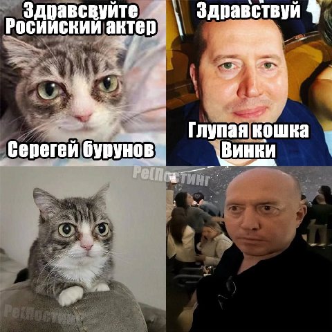 Здравсвуйте Здравствуй 9 актер кошка
