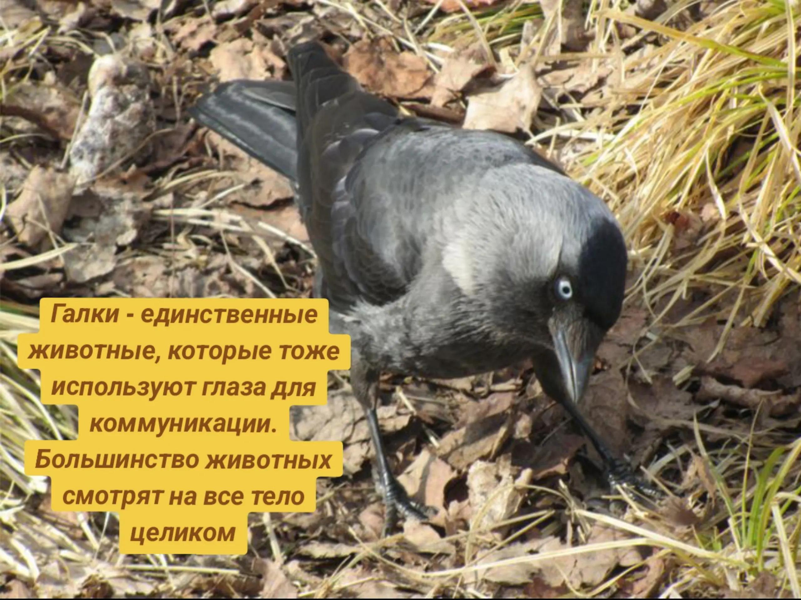 №7 3 и: a a и”. at oN Галки единственные животные, которые тоже используют глаза для коммуникации. Большинство животных смотрят на все тело целиком к grr; a A
