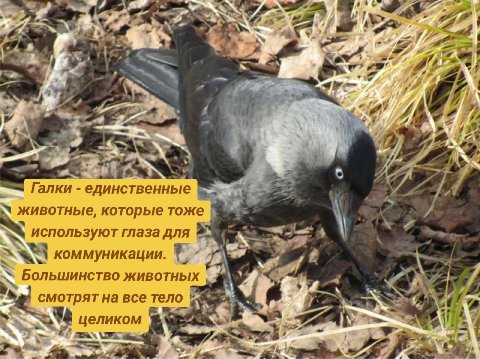 №7 3 и: a a и”. at oN Галки единственные животные, которые тоже используют глаза для коммуникации. Большинство животных смотрят на все тело целиком к grr; a A