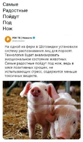 Самые Радостные Пойдут Под Нож о РЕН Новости На одной из ферм в Шотландии установили систему распознавания лиц для поросят. Технология будет анализировать эмоциональное состояние животных. Самые радос