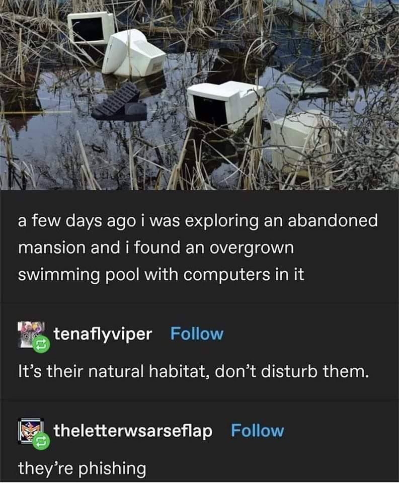 a a few days ago was exploring an abandoned mansion and i found an overgrown swimming pool with computers in it tenaflyviper It’s their natural habitat, don’t disturb them theletterwsarseflap they’re 