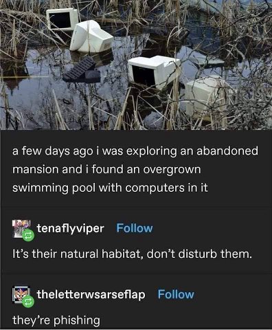 a a few days ago was exploring an abandoned mansion and i found an overgrown swimming pool with computers in it tenaflyviper It’s their natural habitat, don’t disturb them theletterwsarseflap they’re 