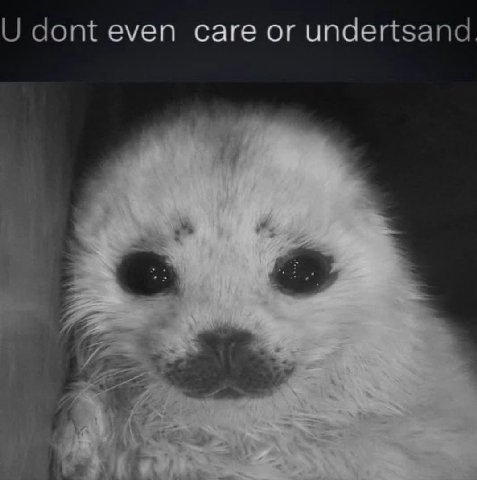 dont even саге or undertsand
