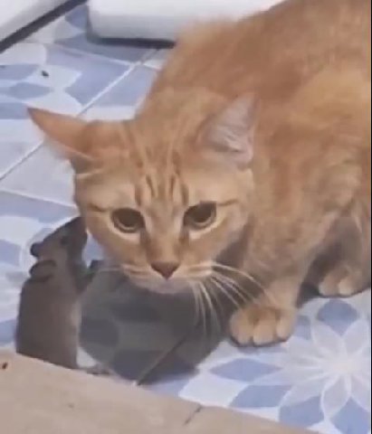 мем