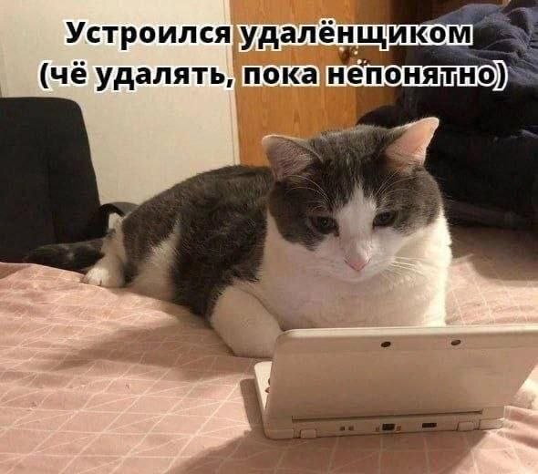Устроился удаленщиком удалять! 4