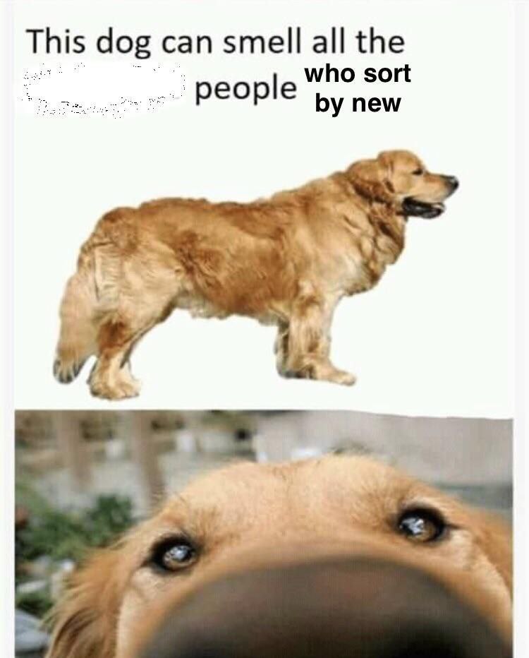 This dog can smell all the people new