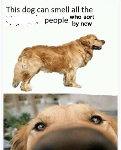 This dog can smell all the people new
