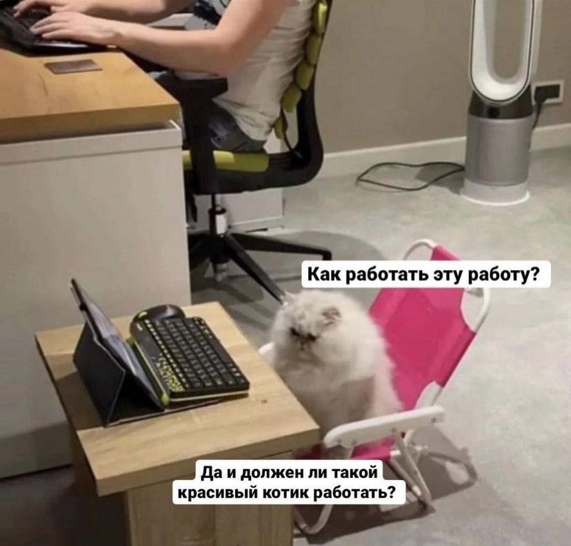 Как работать эту работу? должен ли такой красивый котик работать?