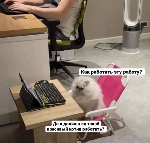 Как работать эту работу? должен ли такой красивый котик работать?