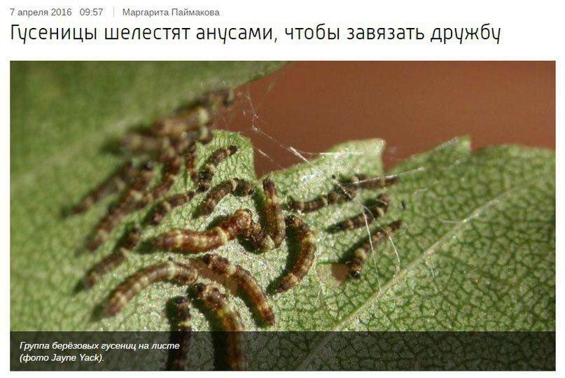 7 апреля 2016 09:57 Маргарита Паймакова Гусеницы шелестят анусами, чтобы завязать дружбу и К ‘he Группа берёзовых гусениц на листе (фото Jayne Yack).