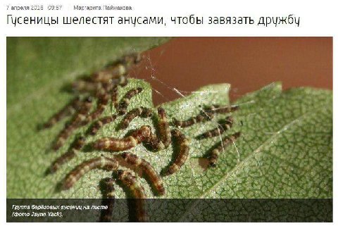 7 апреля 2016 09:57 Маргарита Паймакова Гусеницы шелестят анусами, чтобы завязать дружбу и К ‘he Группа берёзовых гусениц на листе (фото Jayne Yack).