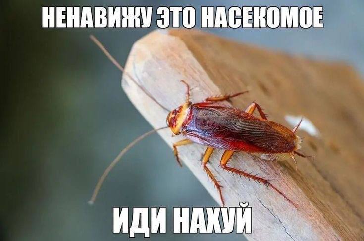 НЕНАВИЖУ ЭТО НАСЕКОМОЕ АКУИ ИДИН