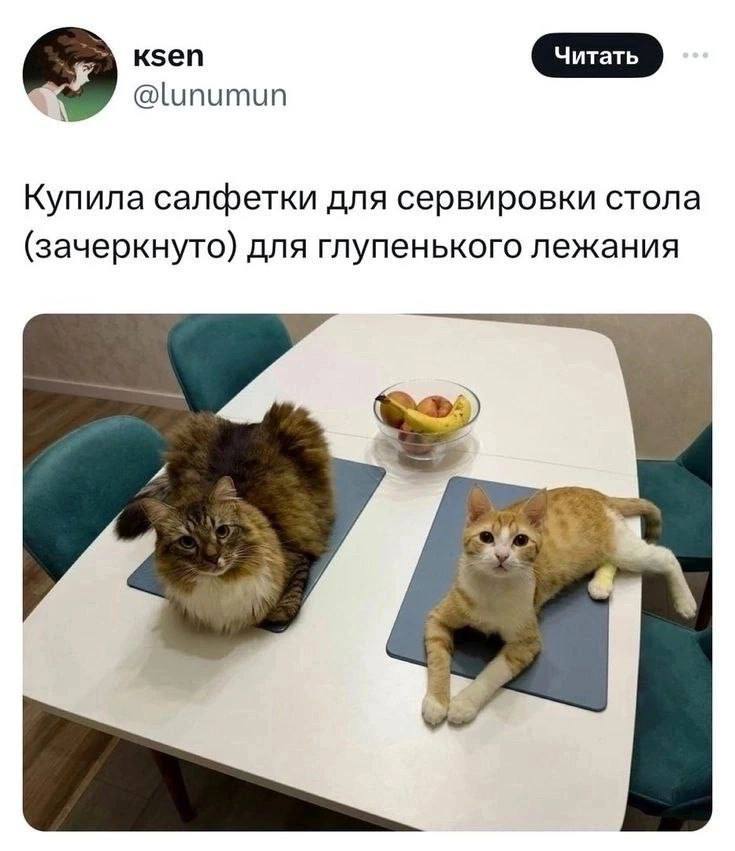 к5еп @lunumun Купила салфетки для сервировки стола (зачеркнуто) для глупенького лежания