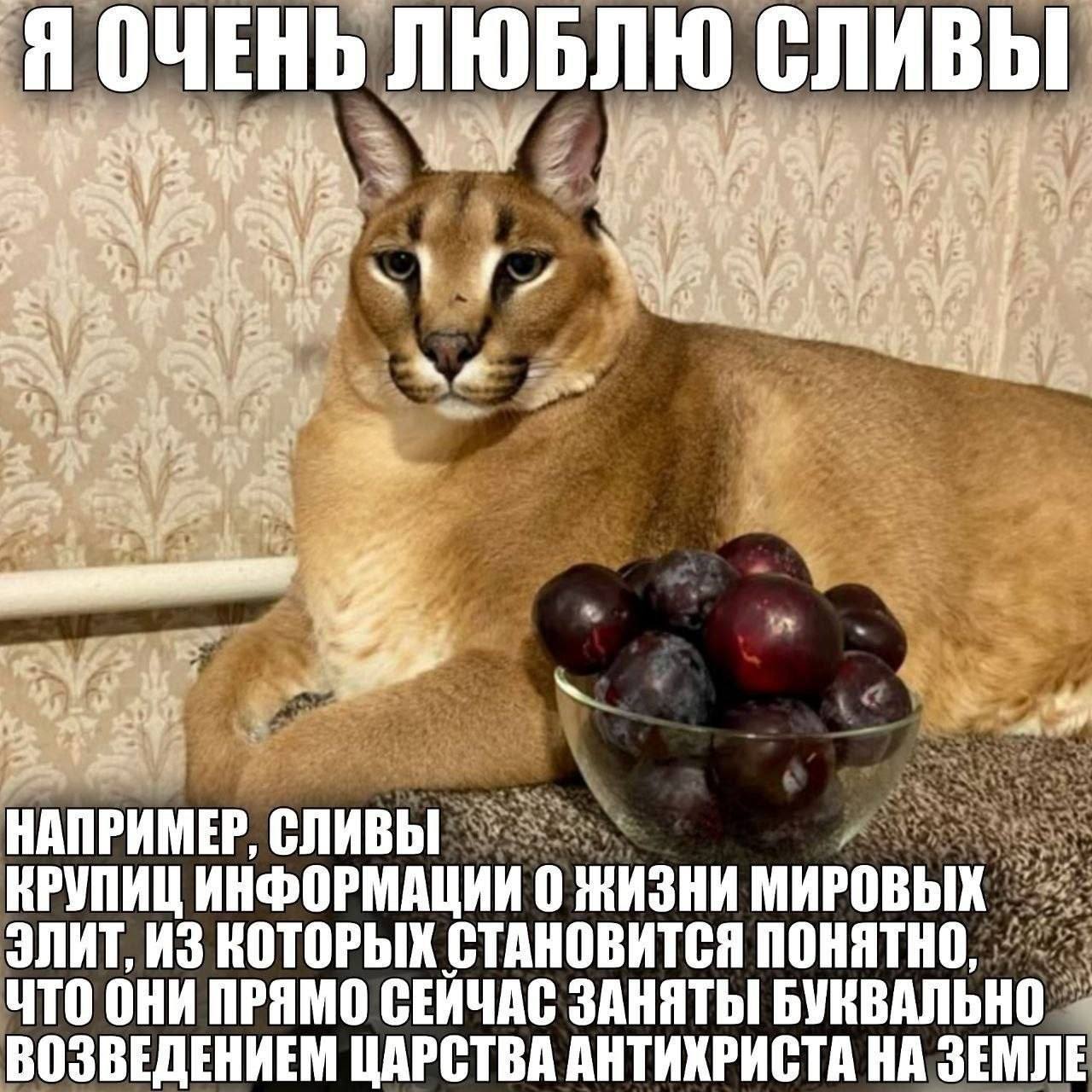 Я ОЧЕНЬ ЛЮБЛЮ СЛИВЫ 4 i We В к a НАПРИМЕР, СЛИВЫ КРУПИЦ ИНФОРМАЦИИ 0 ЖИЗНИ МИРОВЫХ ЭЛИТ, AS КОТОРЫХ СТАНОВИТСЯ ПОНЯТНО, ЧТО ОНИ ПРЯМО СЕЙЧАС БУКВАЛЬНО ВОЗВЕДЕНИЕМ ЦАРСТВА АНТИХРИСТА НА ЗЕМЛЕ