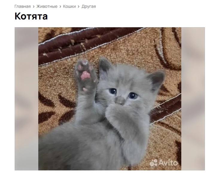 Главная Животные Кошки Другая Котята у Avito