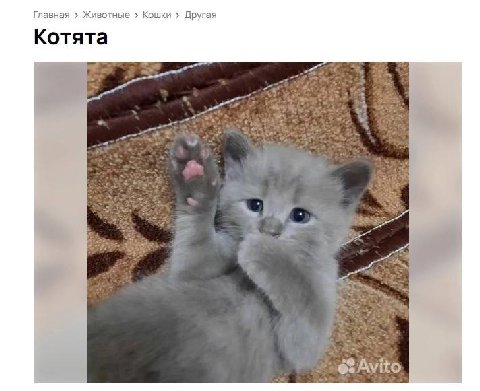 Главная Животные Кошки Другая Котята у Avito