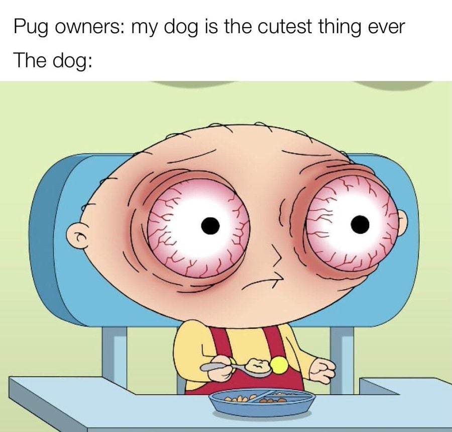Pug owners: my dog is the cutest thing ever The dog: