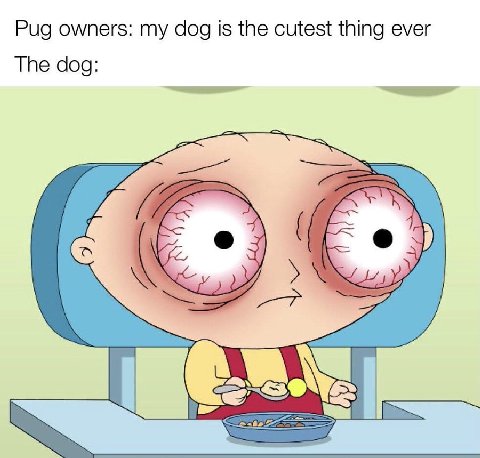 Pug owners: my dog is the cutest thing ever The dog: