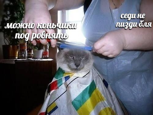 cegu не пизди бля nog