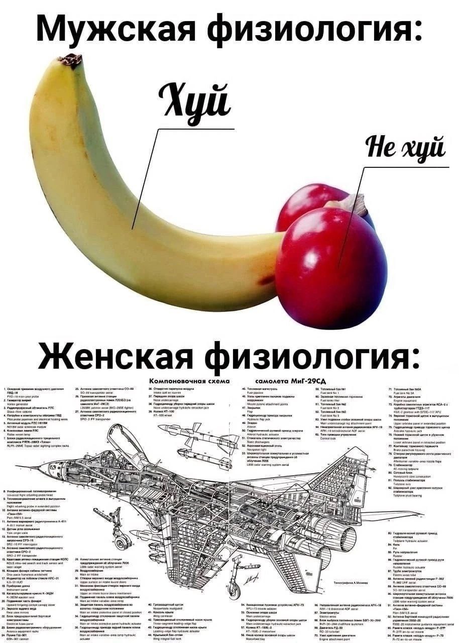 Мужская физиология: 4 Хуй He xyit Женская физиология: