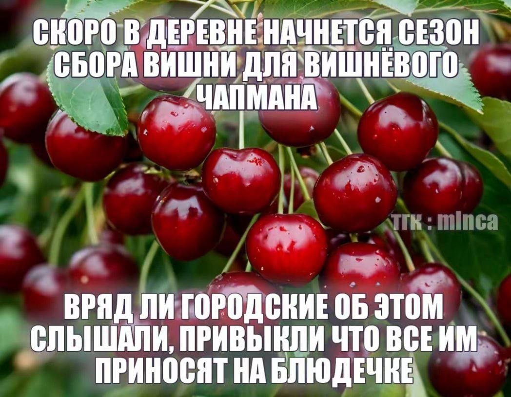СКОРО В ДЕРЕВНЕ НАЧНЕТСЯ СЕЗОН ДЛЯ`ВИШНЕВОГО ВРЯД ЛИ ГОРОДСКИЕ ОБ ЭТОМ СЛЫШАЛИ, ПРИВЫКЛИ ЧТО ВСЕИМ ПРИНОСЯТ НА