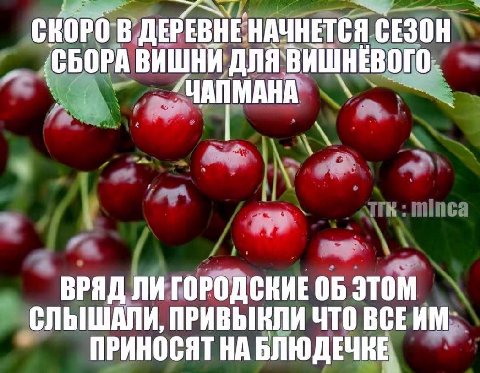 СКОРО В ДЕРЕВНЕ НАЧНЕТСЯ СЕЗОН ДЛЯ`ВИШНЕВОГО ВРЯД ЛИ ГОРОДСКИЕ ОБ ЭТОМ СЛЫШАЛИ, ПРИВЫКЛИ ЧТО ВСЕИМ ПРИНОСЯТ НА