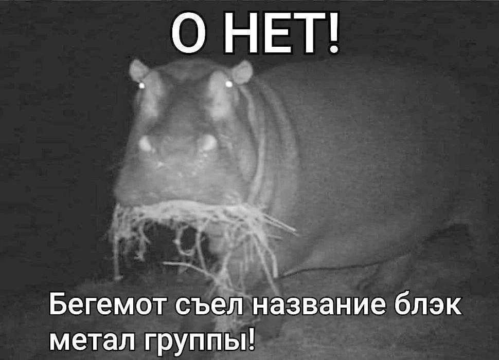 О НЕТ! Бегемот съел название блэк метал группы!