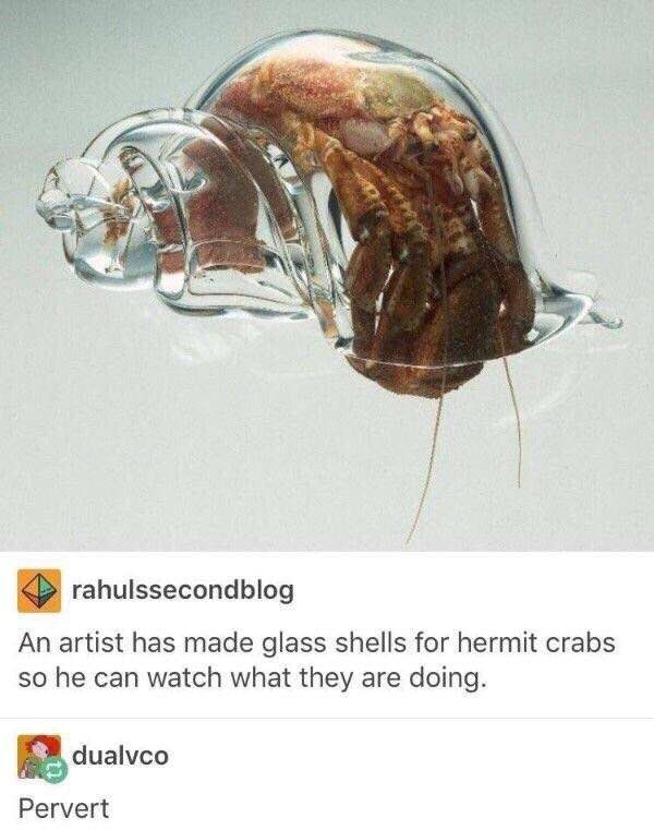 rahulssecondblog An artist has made glass shells for hermit crabs so he can watch what they are doing. Pervert