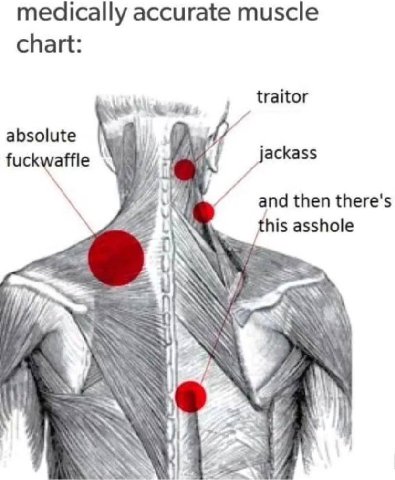 medically accurate muscle chart: traitor absolute fuckwaffle and then there's a his asshole