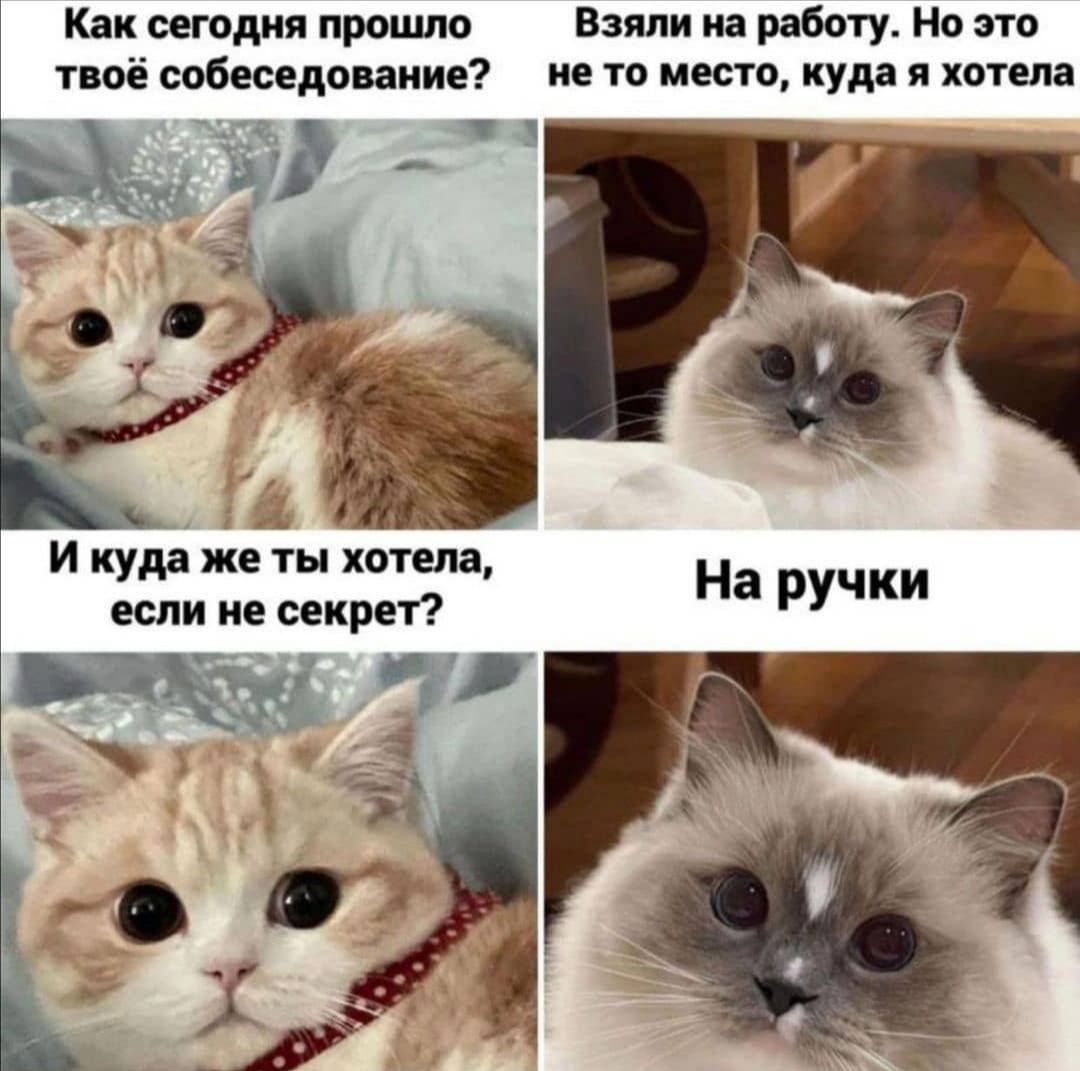 Как сегодня прошло Взяли на работу. Но это не то место, куда я хотела твоё собеседование? A И куда жеты хотела, если не секрет? На ручки