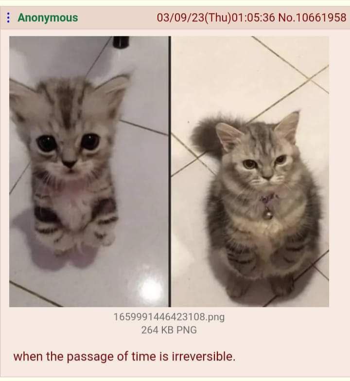 Anonymous 03/09/23(Thu)01:05:36 No.10661958 1 с 4 2 1659991446423108.png 264 PNG when the passage of time is irreversible.