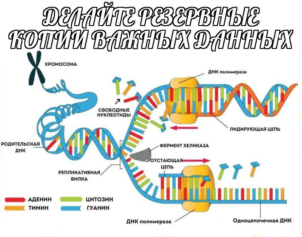 XPOMOCOMA ДНК полимераза СВОБОДНЫЕ i НУКЛЕОТИДЫ ЛИДИРУЮЩАЯ ЦЕПЬ РОДИТЕЛЬСКАЯ ФЕРМЕНТ ХЕЛИКАЗА QHK ЦЕПЬ РЕПЛИКАТИВНАЯ ВИЛКА rrr i АДЕНИН ЦИТОЗИН ТИМИН ГУАНИН ДНК полимераза Одноцепочечная ДНК