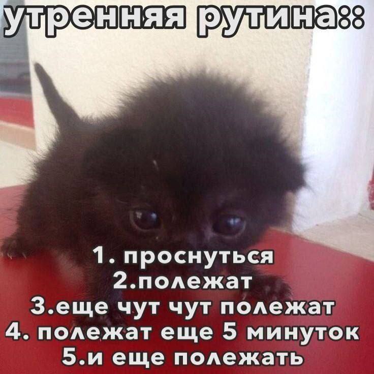 1. проснуться 2.полежат З.еще чут чут полежат 4. полежат еще 5 минуток 5.и еще полежать