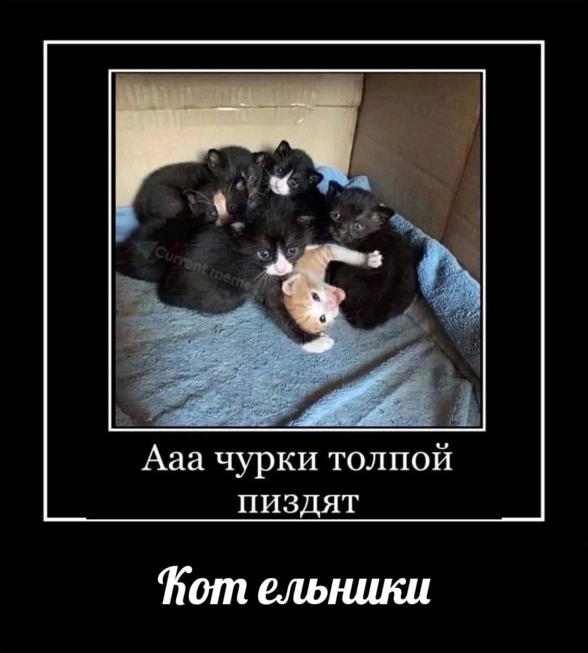 Ааа чурки толпой пиздят Пот ельники
