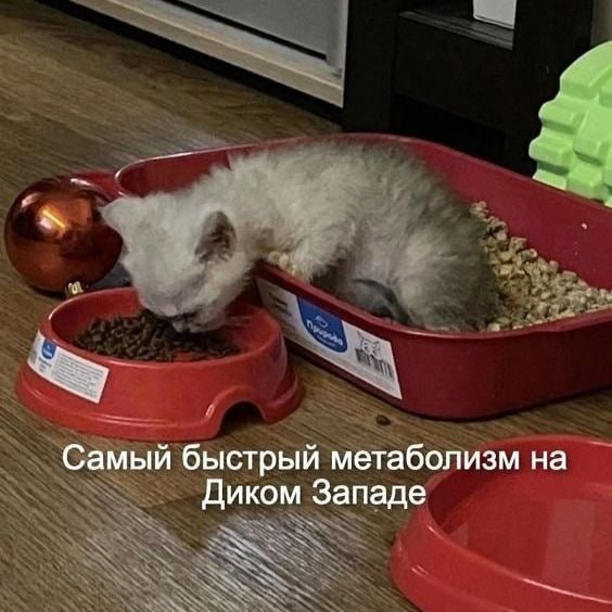 Самый быстрый метаболизм на Диком Западе