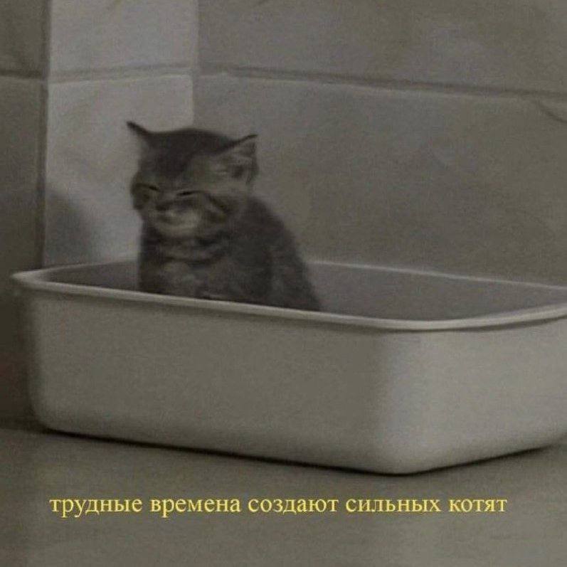 трудные времена создают сильных котят