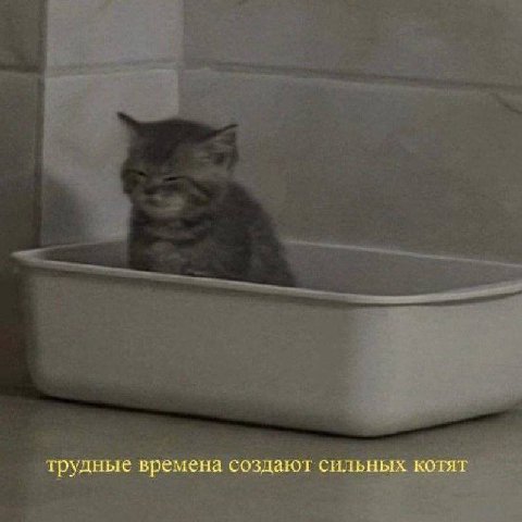 трудные времена создают сильных котят