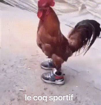 a? coq sportif