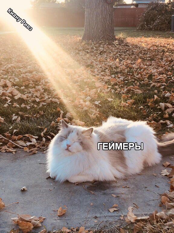 ГЕЙМЕРЫ