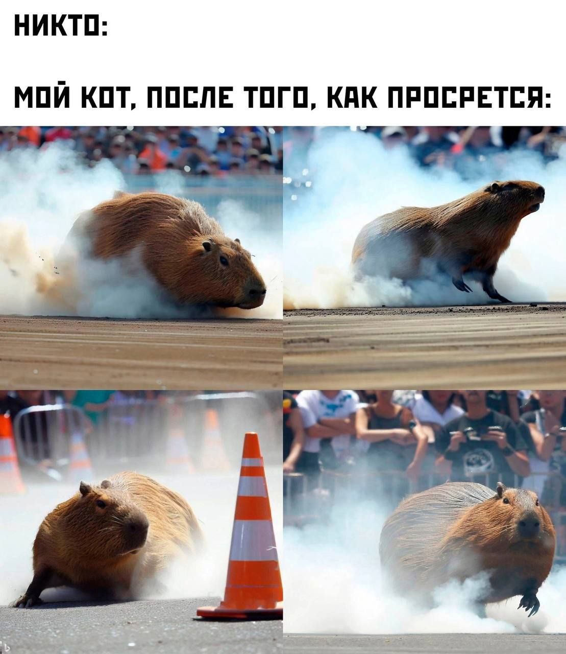 НИКТО: МОЙ КОТ, ПОСЛЕ ТОГО, КАК ПРОСРЕТСЯ: