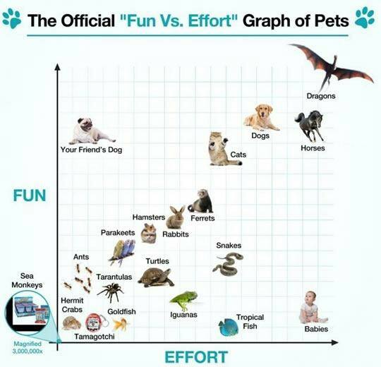 ‘8 The Official "Рип Effort Graph of Pets к. Friend’s Dag Cats FUN Hamsters Ferrets Parakeets Snakes Ants Turtles Monkeys 4 Hermit Iguanas Babies Tamagotchi 3,000,000; EFFORT