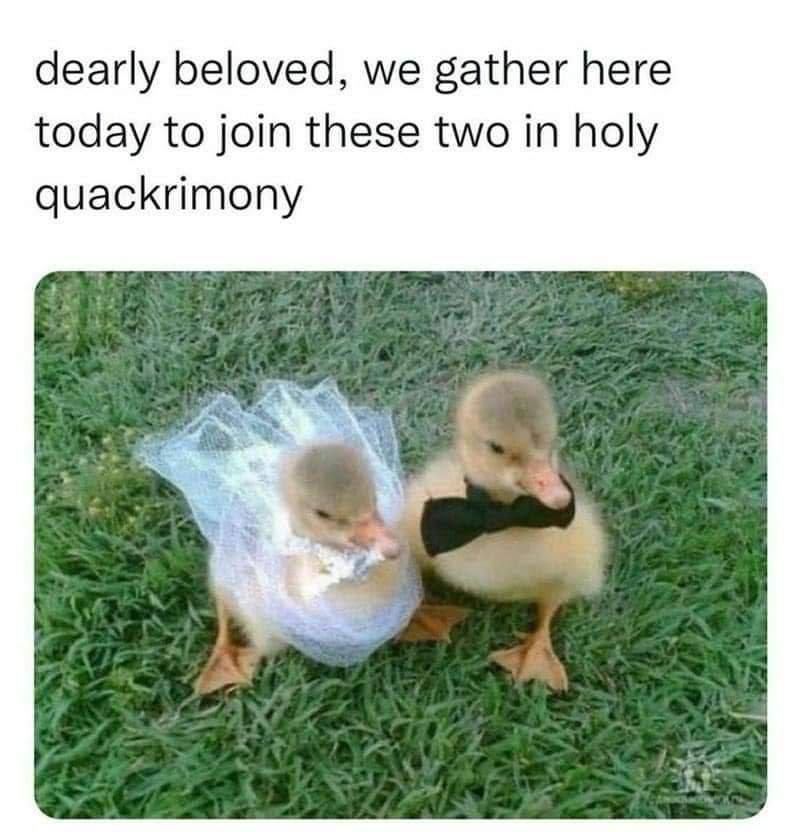 dearly beloved, we gather here today to join these two in holy quackrimony