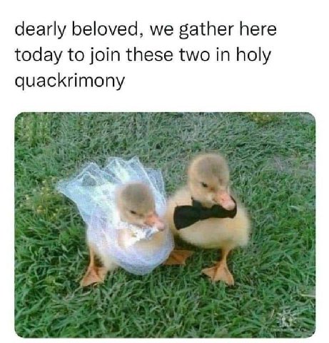 dearly beloved, we gather here today to join these two in holy quackrimony