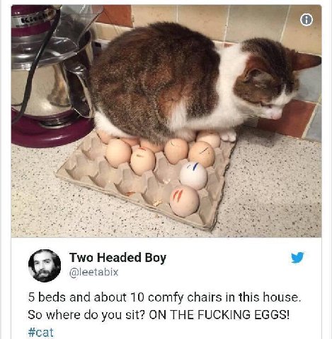 Two Headed Boy @leetabix 5 beds and about 10 comfy chairs in this house. So where you sit? ON THE FUCKING EGGS! #cat