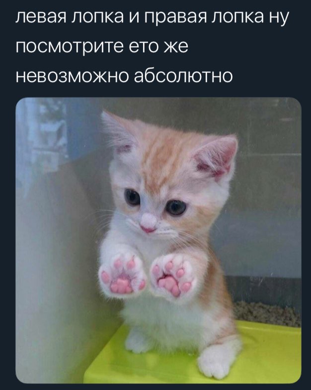 «лопка» is added to dictionary☑️✔️